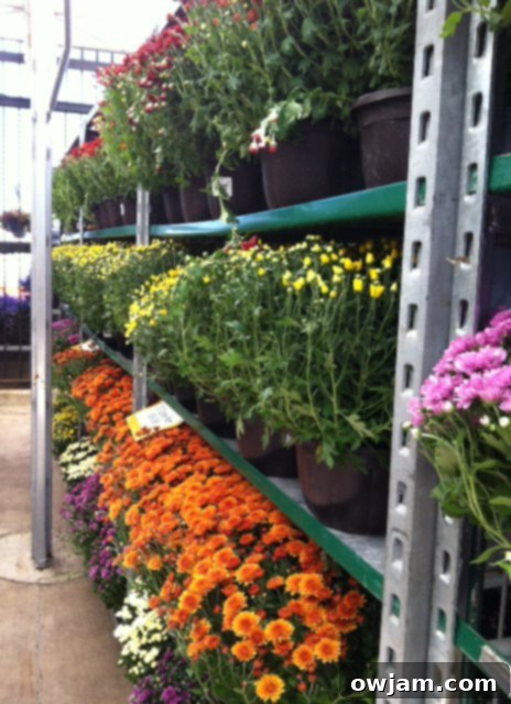 Vibrant purple and yellow mums, a beautiful sign of autumn's arrival