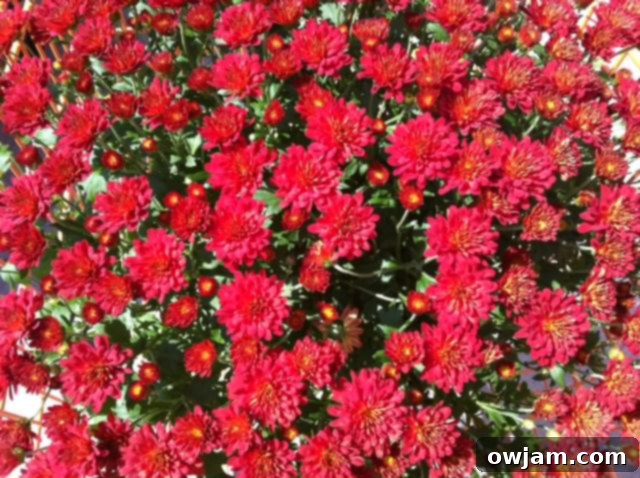 Close-up of radiant red mums, showcasing the rich colors of fall flowers