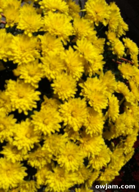 Bright yellow mums blooming abundantly, capturing the essence of an autumn garden