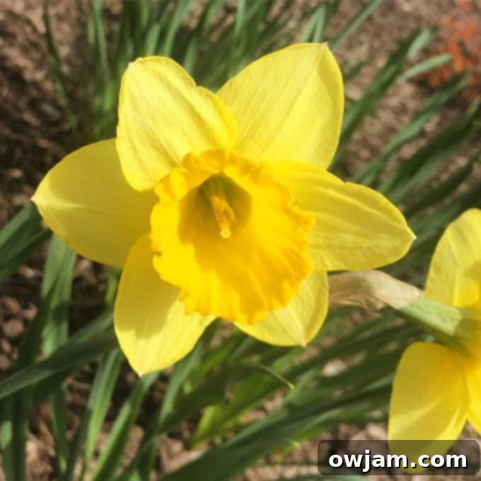 Beautiful blooming flowers signifying spring.