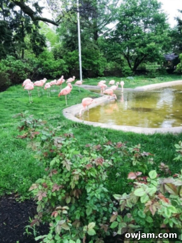 Healthy Frozen Greek Yogurt Fruit Bites 7 Majestic elephant at the Cleveland Zoo, a focus of conservation efforts.