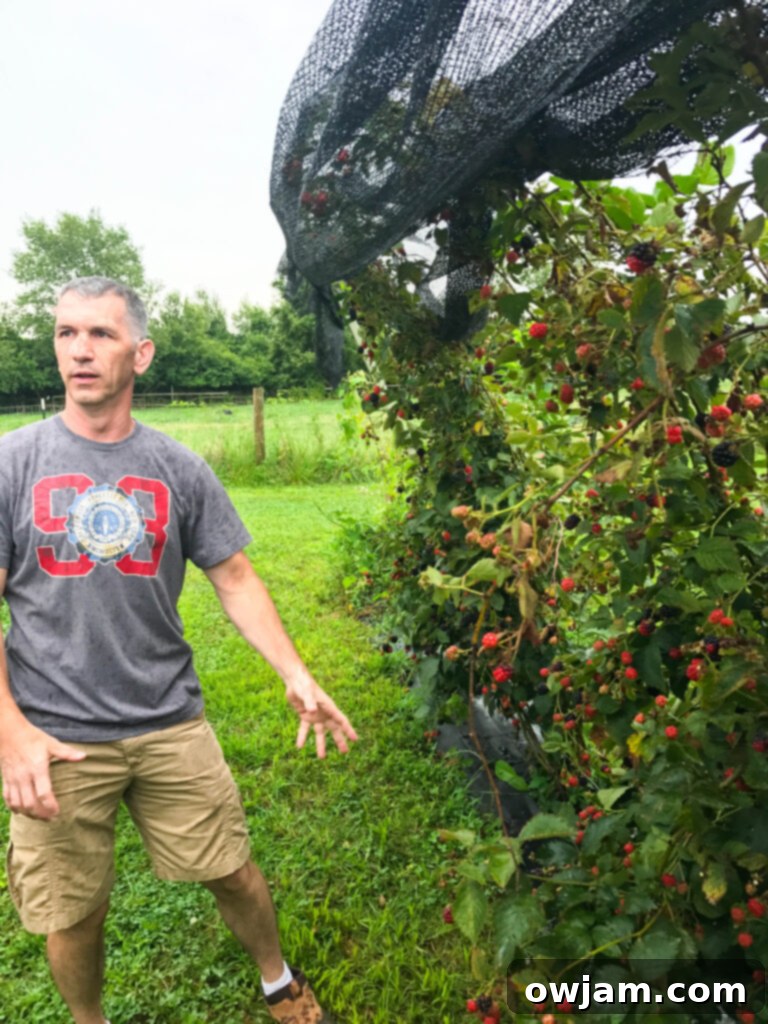 Organic blackberries at Indian Springs Berry Farm