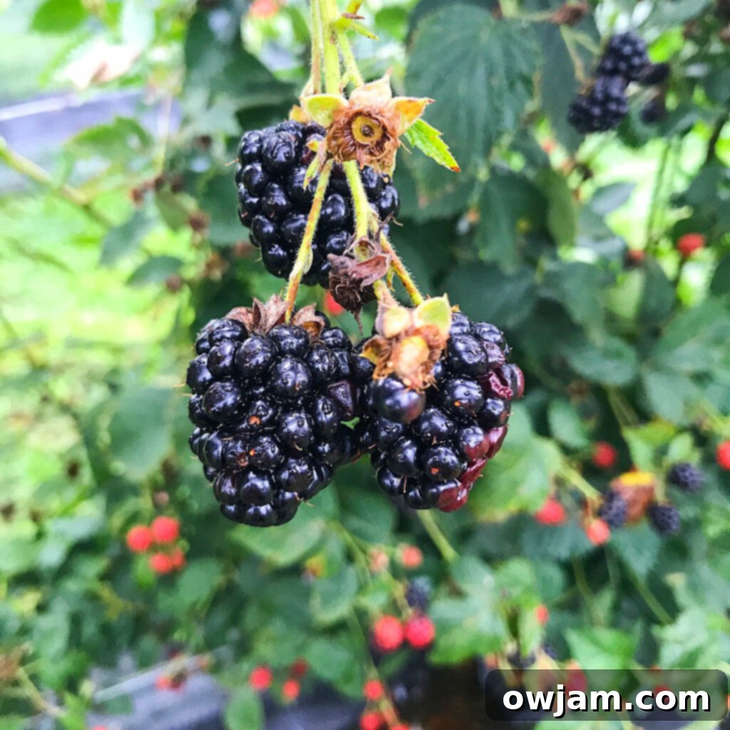 Close-up of ripe blackberries