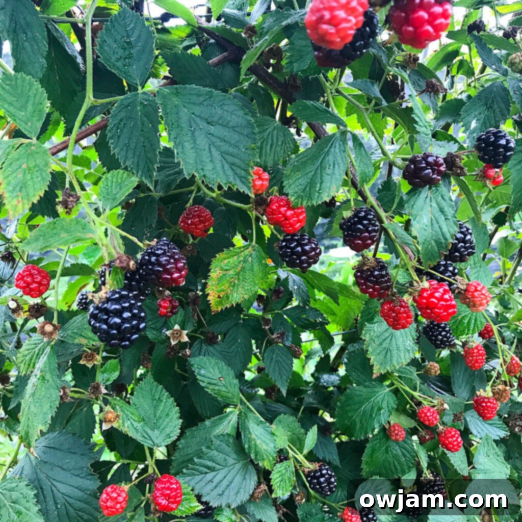 Jason, the owner of Indian Springs Berry Farm