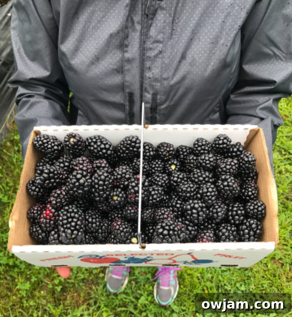 Family picking berries at the farm