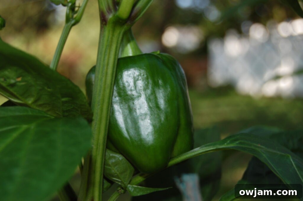 Green Bell Pepper Fresh Green Bell Pepper for Chickpea Chili