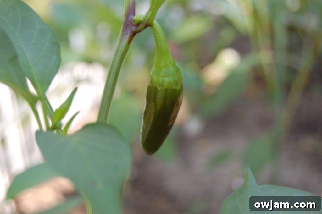 Jalapeno Pepper Fresh Jalapeno Pepper for Vegetarian Chili