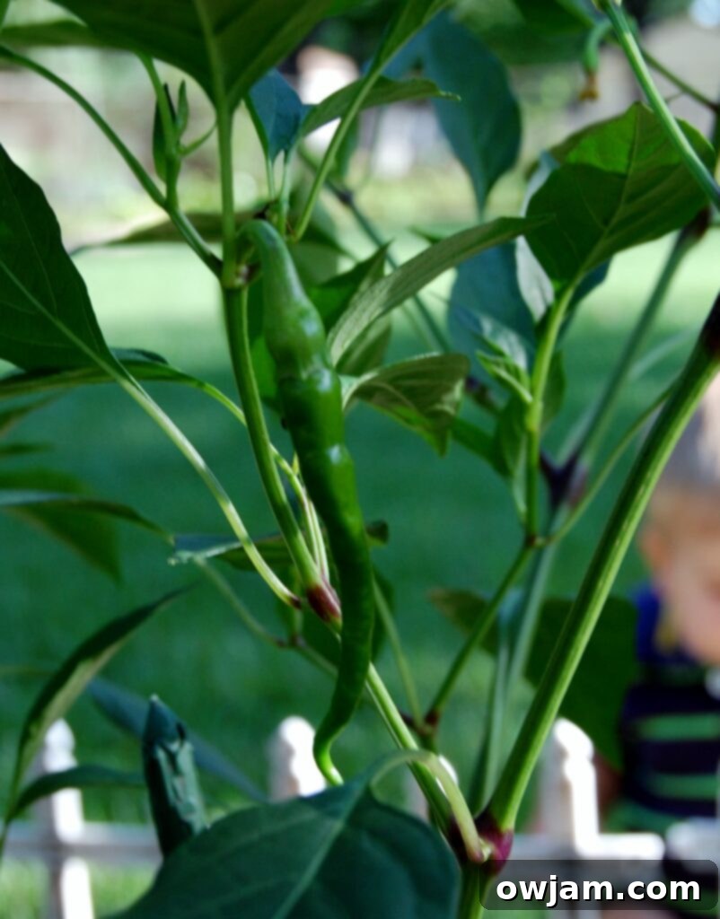 Serrano Pepper Fresh Serrano Pepper for Spicy Chickpea Chili