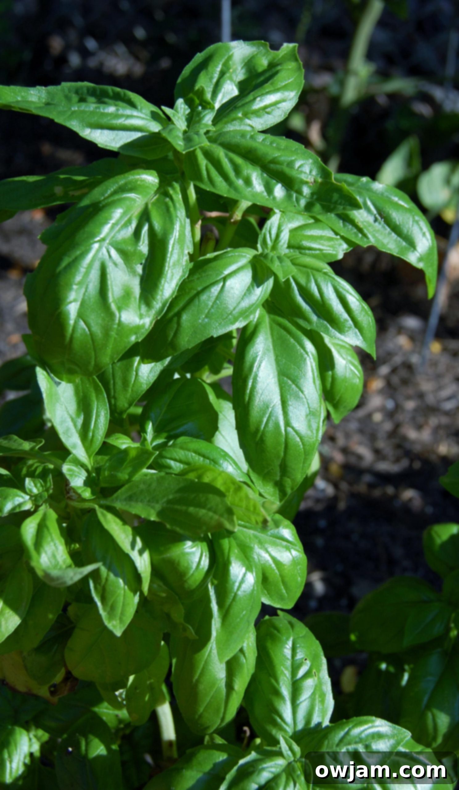 Fresh Basil Fresh Basil for Vegetarian Chickpea Chili