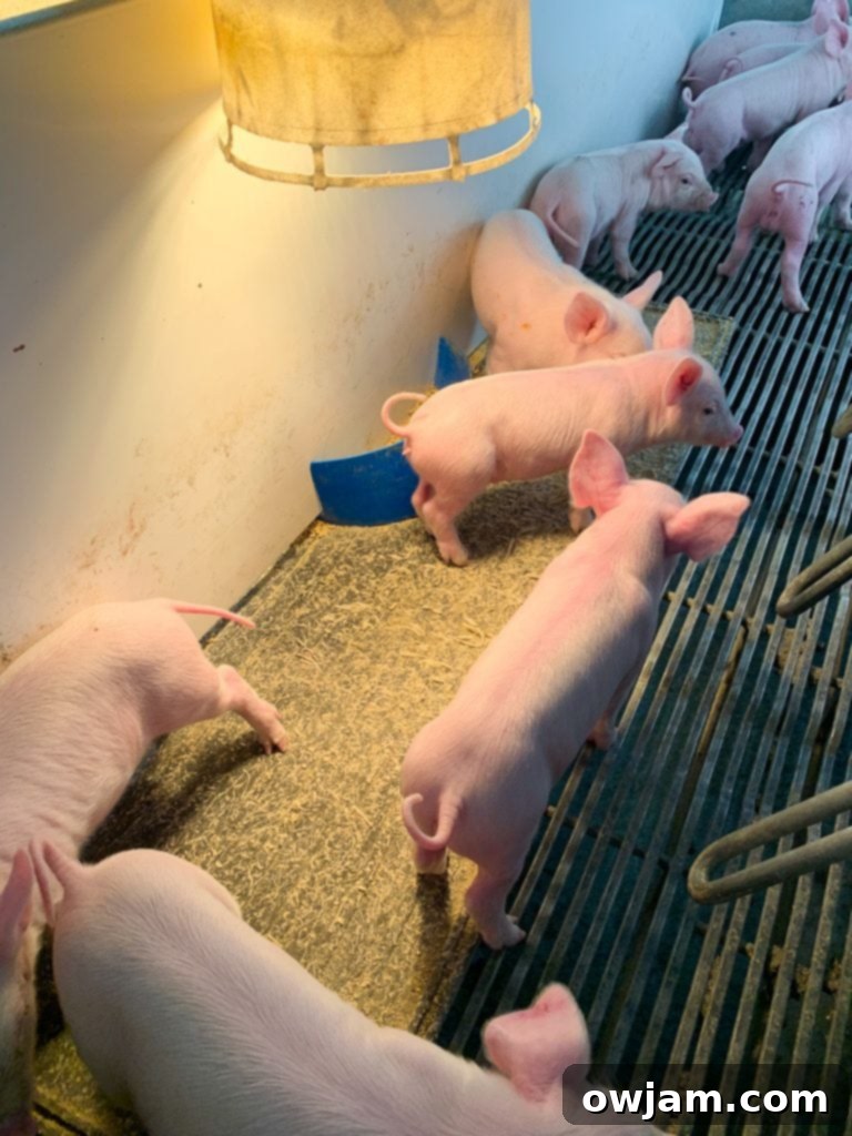 Farm-to-Bottle BBQ: My Ohio Hog Farm Adventure 5 Sows and their piglets in a farrowing pen