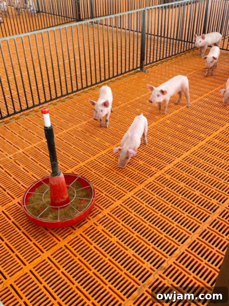 Interior view of a climate-controlled hog barn