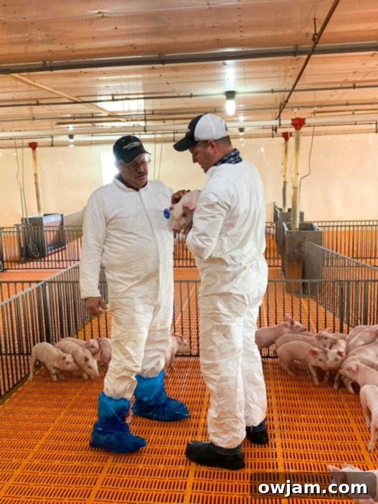 Another view of the well-maintained interior of a hog barn