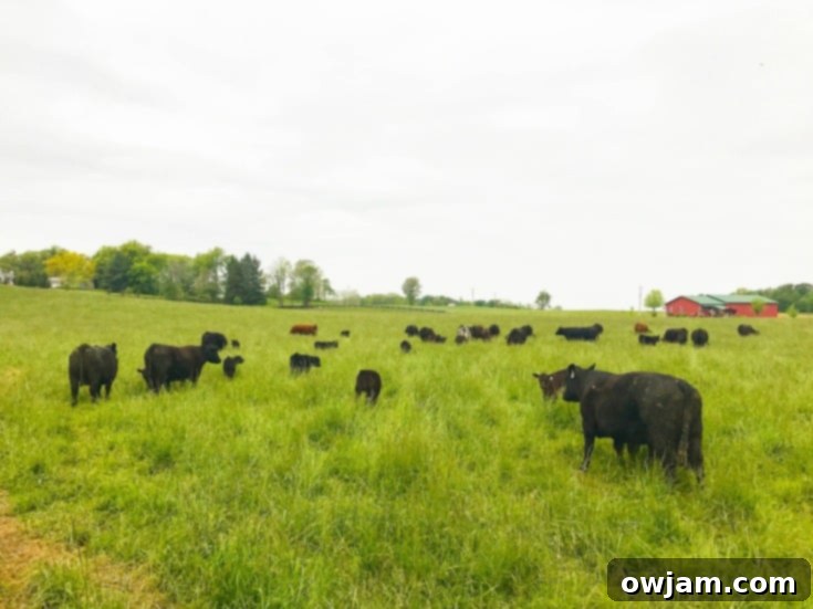 Cattle grazing in a vast, green Ohio pasture, symbolizing local beef farming