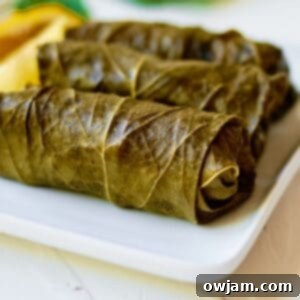 stuffed grape leaves 1200 x 1200
