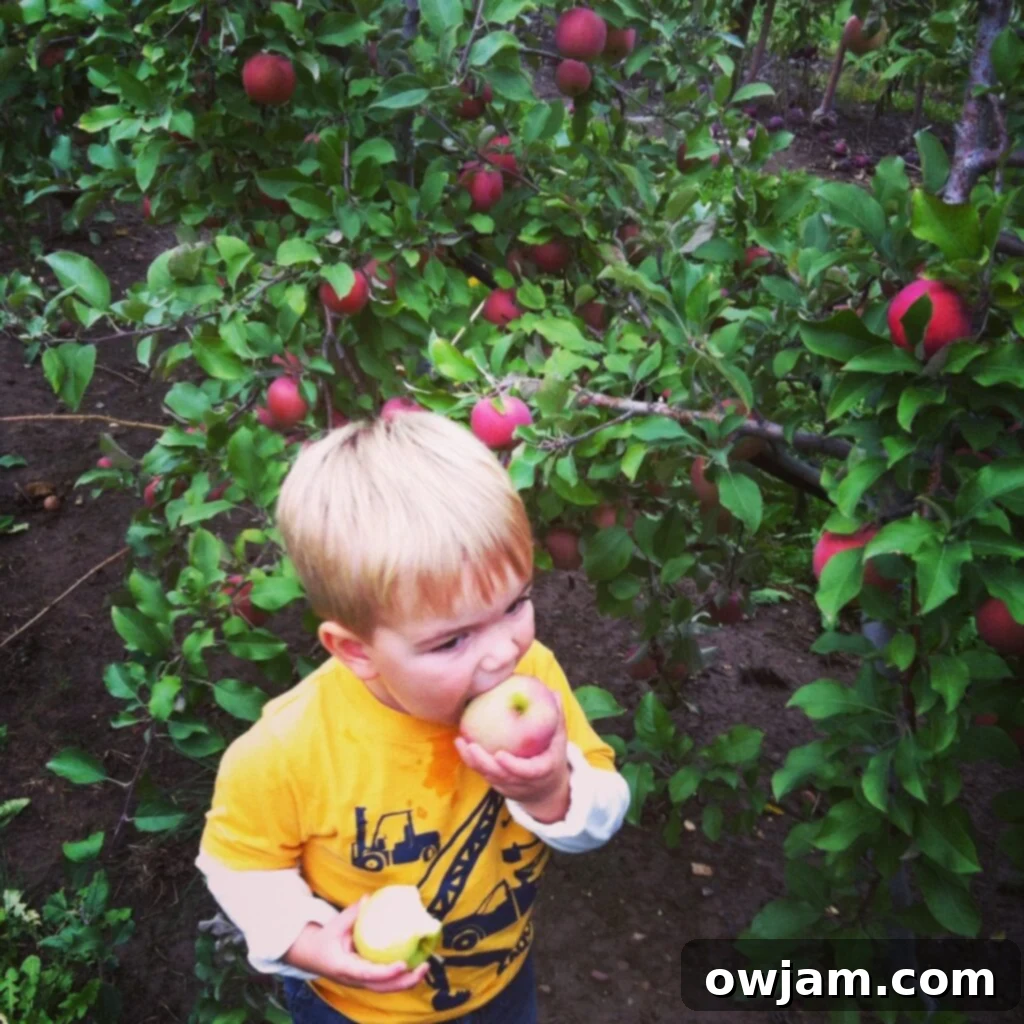A young child joyfully picking apples from a tree in a sunny apple orchard, embracing the autumn harvest.