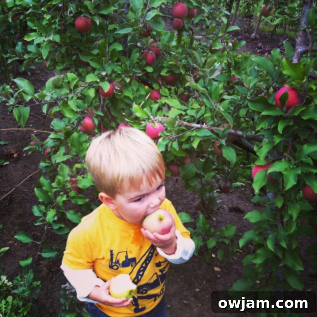 Apple picking for Apple Crisp